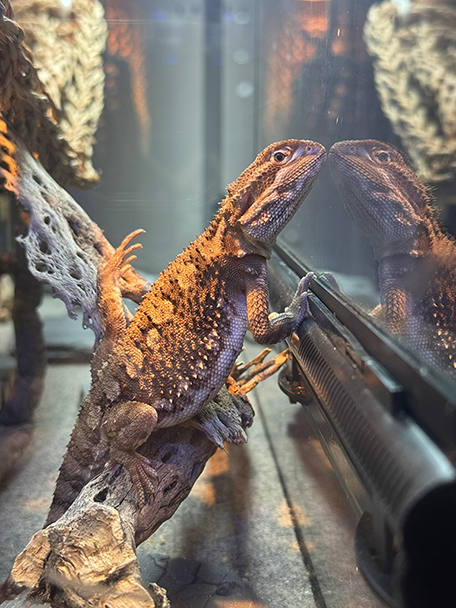 A bearded dragon perched on a branch beside its reflection.